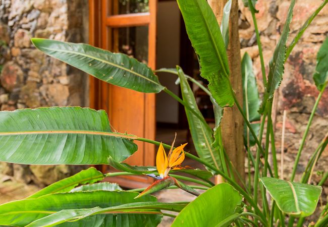 Apartamento en Tacoronte - HomeForGuest Acogedor apartamento rural El Romero con amplios jardines Apartamento en Tacoronte - HomeForGuest Acogedor apartamento rural El Romero con amplios jardines