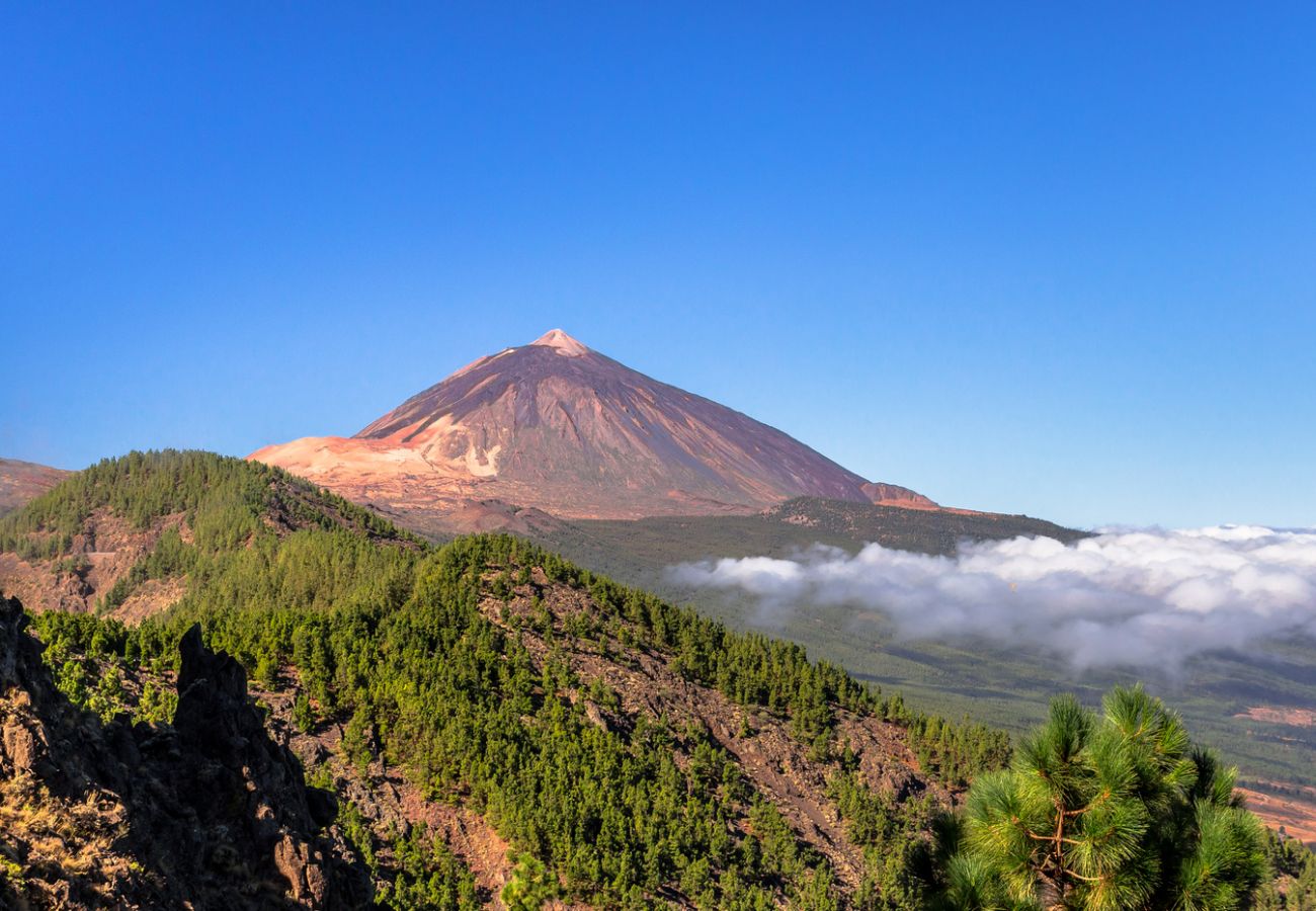 Apartment in Santa Cruz de Tenerife - HomeForGuest Design Attic Apartment, FREE parking