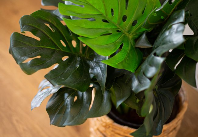 Apartment in La Oliva - Cotillo Beachfront Escape Apartment in La Oliva - Cotillo Beachfront Escape