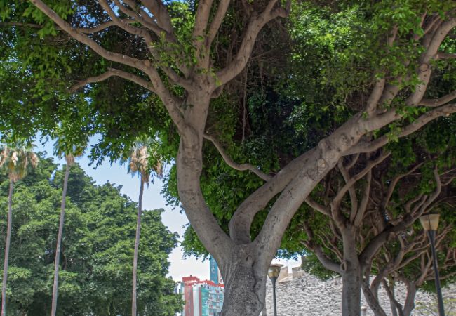 House in Las Palmas de Gran Canaria - Rejon Hideaway A By CanariasGetaway House in Las Palmas de Gran Canaria - Rejon Hideaway A By CanariasGetaway