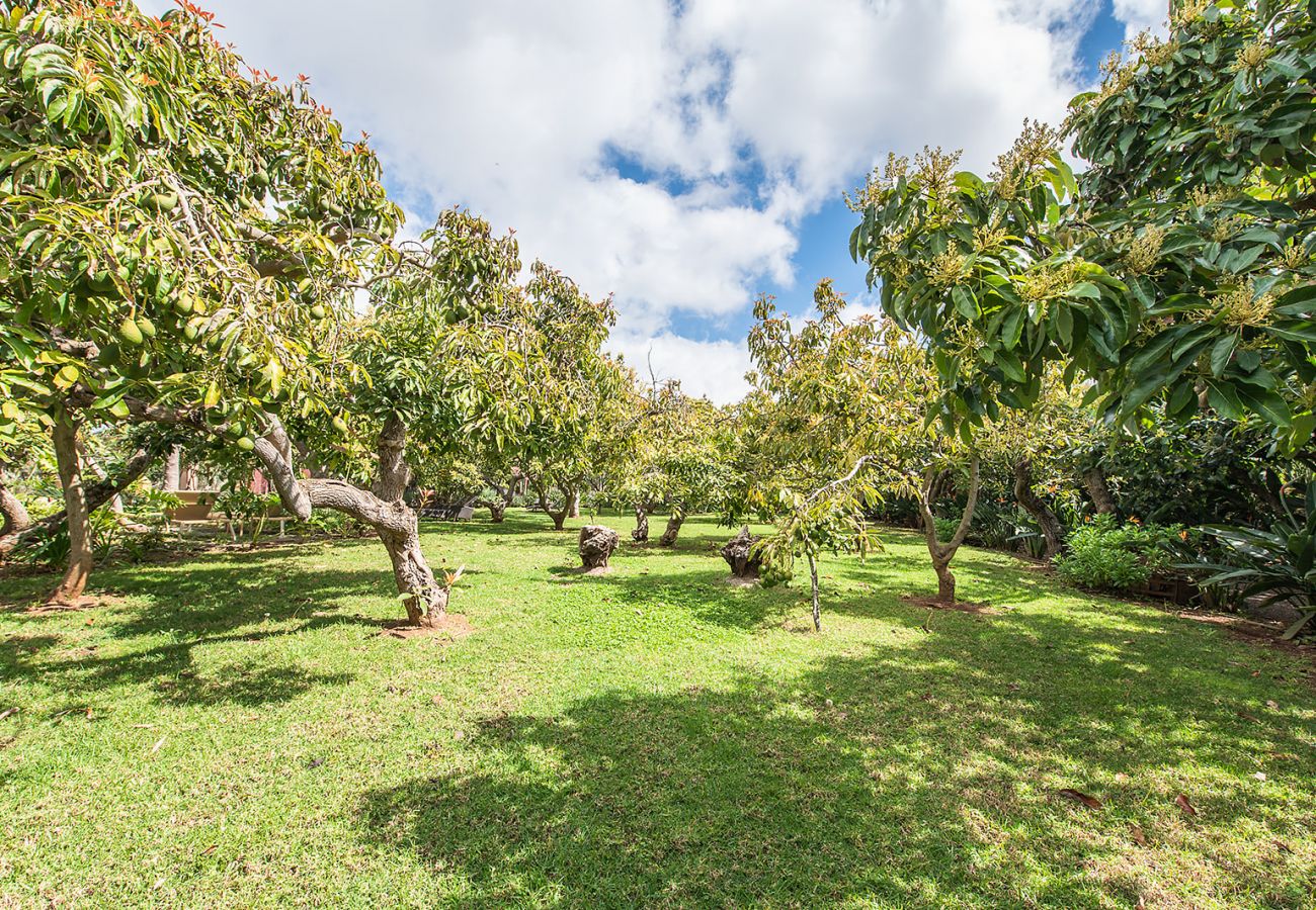 Casa rurale a Tacoronte - HomeForGuest Rural House El Laurel with terrace and large gardens