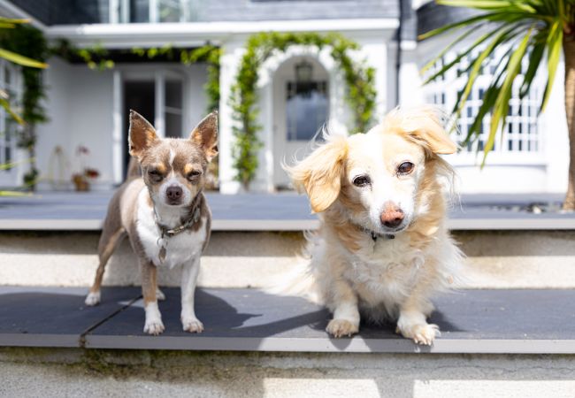 Casa a Haytor - Fox Hill House: quintessential country escape with modern twist Casa a Haytor - Fox Hill House: quintessential country escape with modern twist