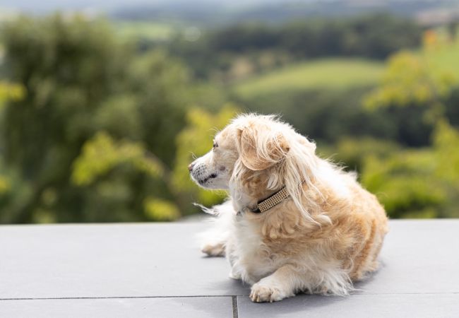 Casa a Haytor - Fox Hill House: quintessential country escape with modern twist Casa a Haytor - Fox Hill House: quintessential country escape with modern twist